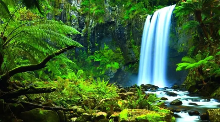 Favorire gli indigeni può salvare la foresta pluviale