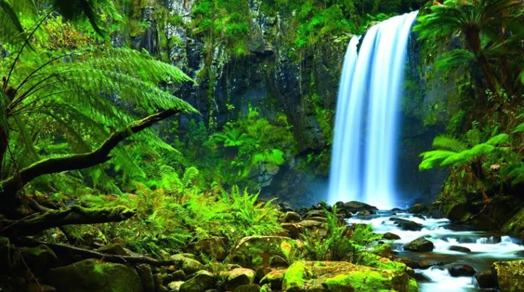 Favorire gli indigeni può salvare la foresta pluviale
