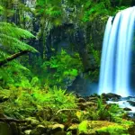 Favorire gli indigeni può salvare la foresta pluviale