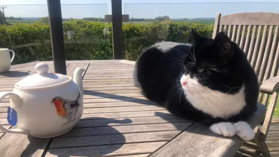 Il Chief Mouser londinese va in pensione, ecco le sue mansioni