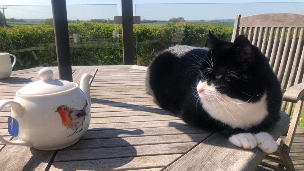 Il Chief Mouser londinese va in pensione, ecco le sue mansioni