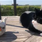 Il Chief Mouser londinese va in pensione, ecco le sue mansioni