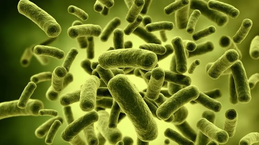 Organismi primitivi accomunati dallo stesso processo cellulare, secondo uno studio