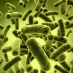 Organismi primitivi accomunati dallo stesso processo cellulare, secondo uno studio