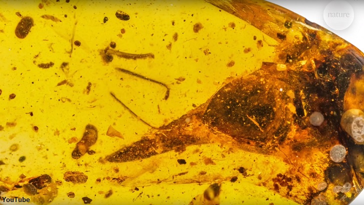 Il dinosauro più piccolo rinvenuto è una lucertola secondo un nuovo studio