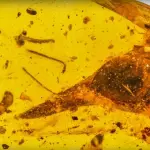 Il dinosauro più piccolo rinvenuto è una lucertola secondo un nuovo studio