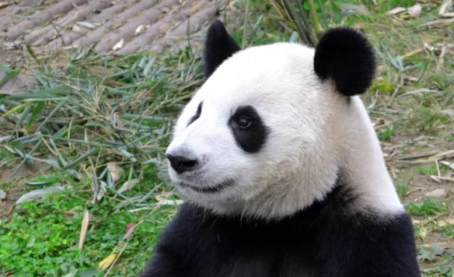 Salvare i panda ha rovinato altri tipi di animali