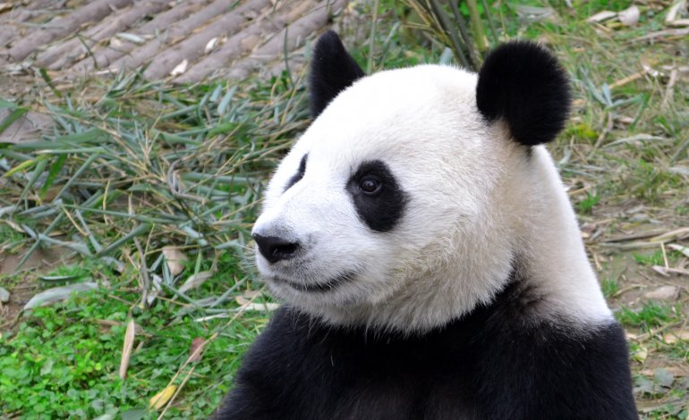 Salvare i panda ha rovinato altri tipi di animali